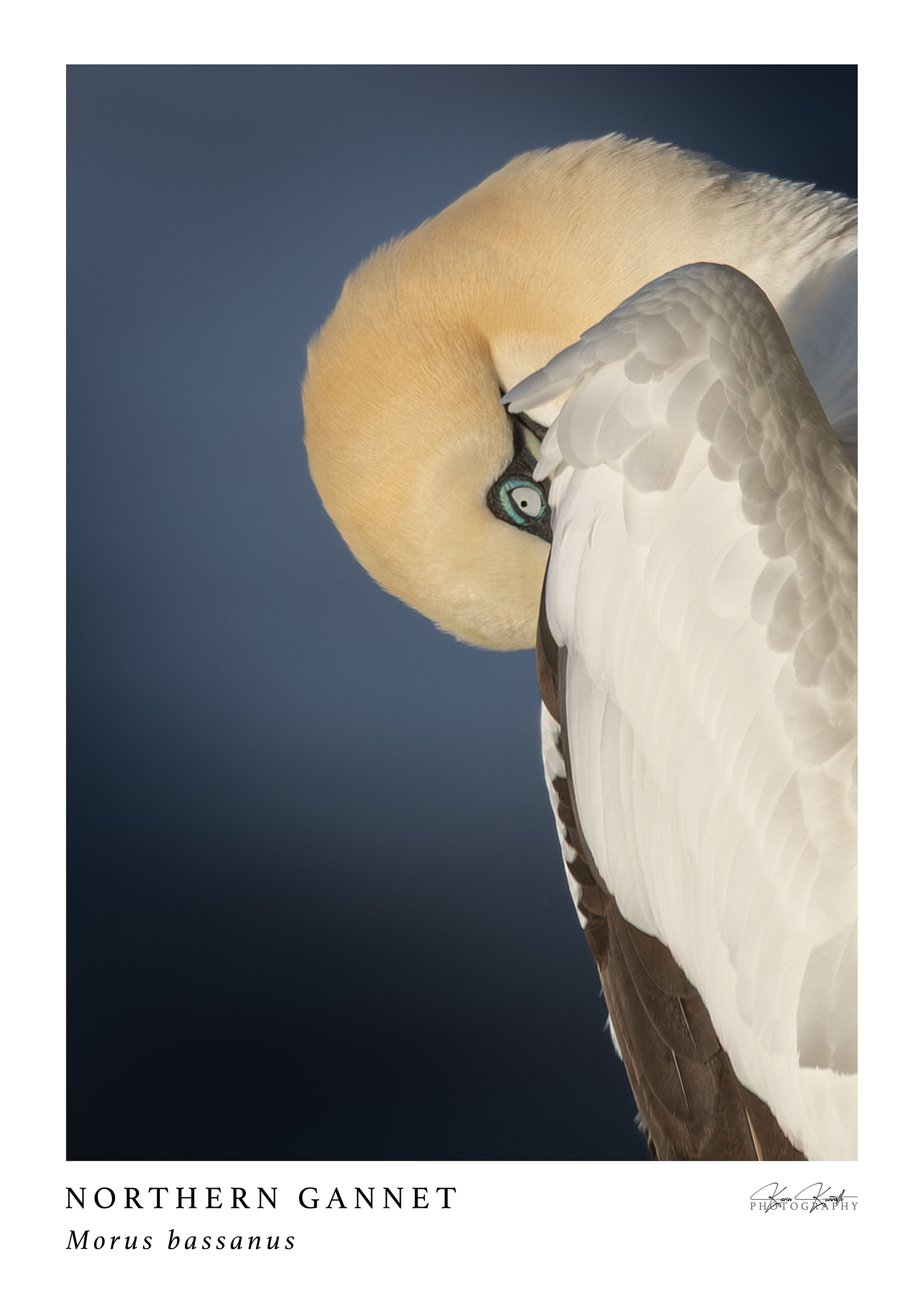Northern Gannet Print