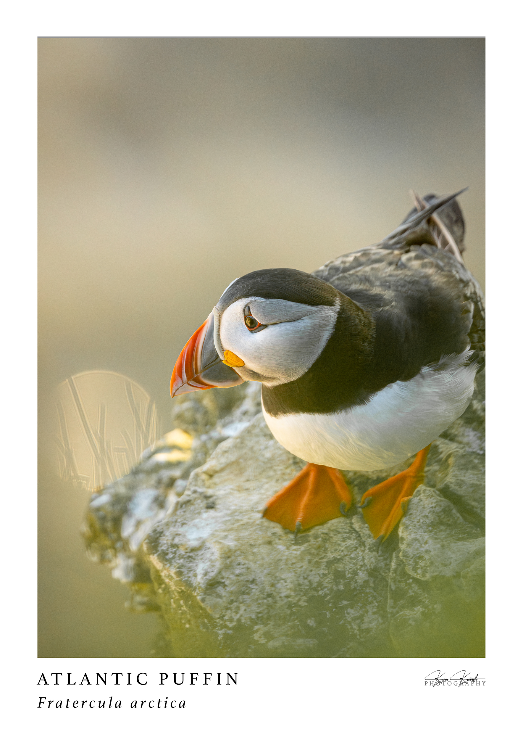 A2_atlantic_puffin_web