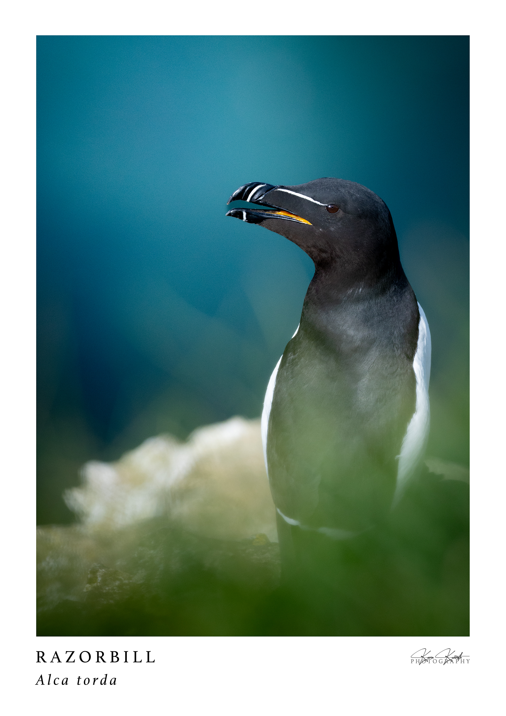 A2_razorbill_web